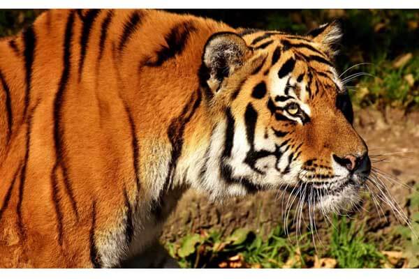 tiger India