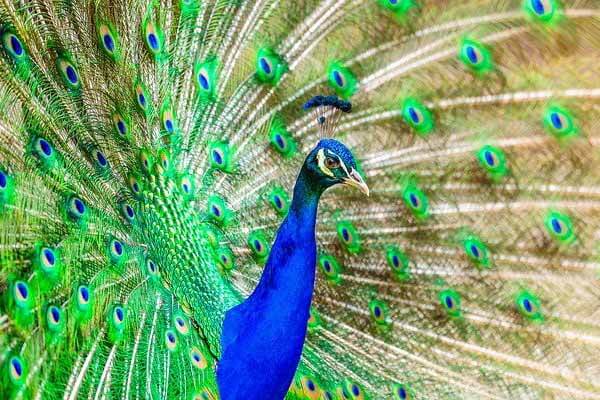 what does peacock eat