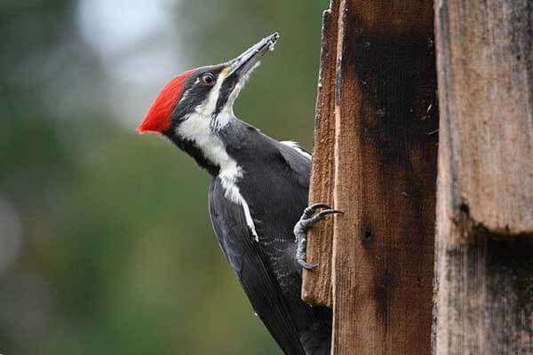 woodpeckers pecking