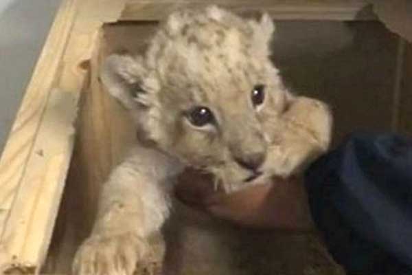 A baby lion cub found in a parcel box in Mexico