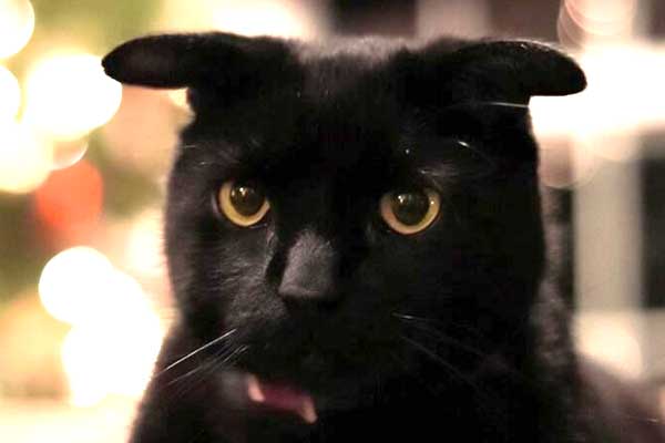 Black cat with an unusual genetic mutation