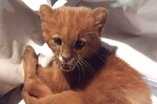 Girl mistook puma cubs for stray kittens and took them home
