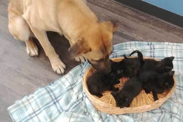 Homeless dog warms kittens thrown out in the cold