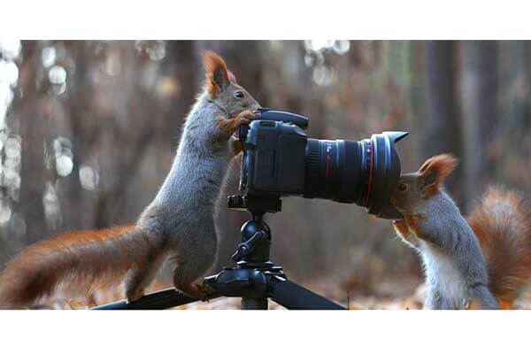 animal photographing
