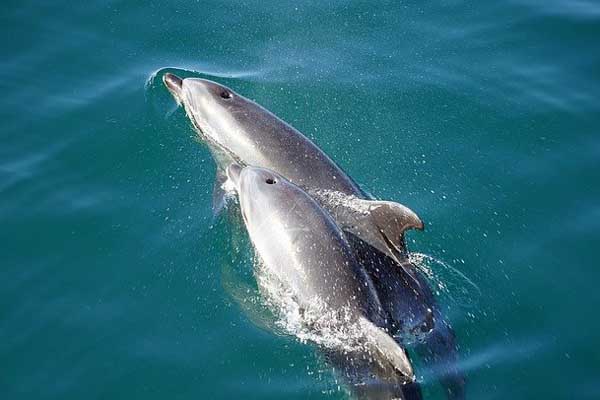 dolphin babies