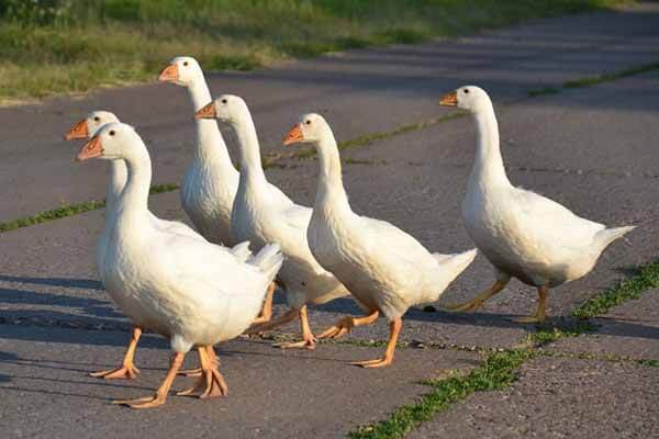 A kilometer long line of geese blocked the way for the driver