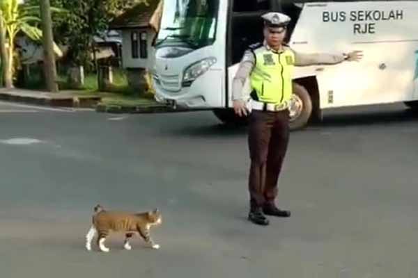 A policeman crossed a cat across the street, stopping traffic