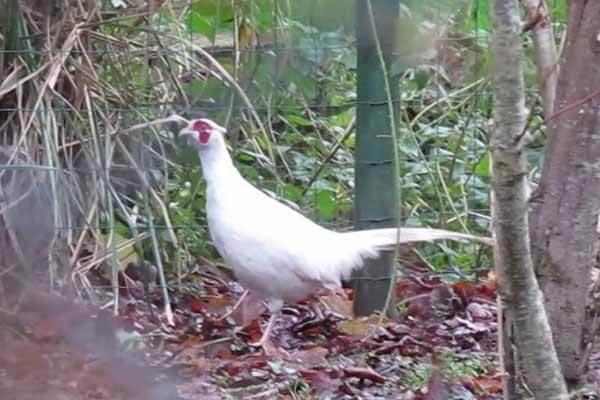 A rare white pheasant has been seen in Great Britain