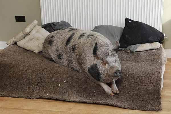 A 180-pound mini-pig lives in three rooms 2