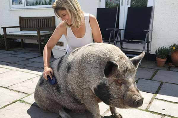 A 180-kilogram mini-pig lives in three rooms and eats peaches