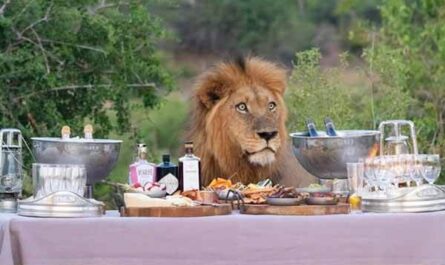 A lion came to a dinner party with a group of tourists