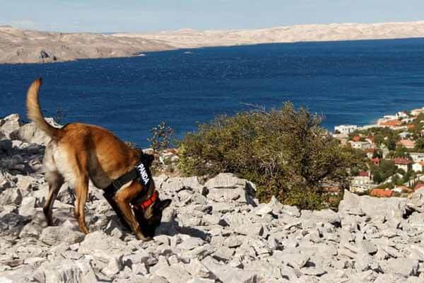 Archaeological dogs sniff out six ancient tombs