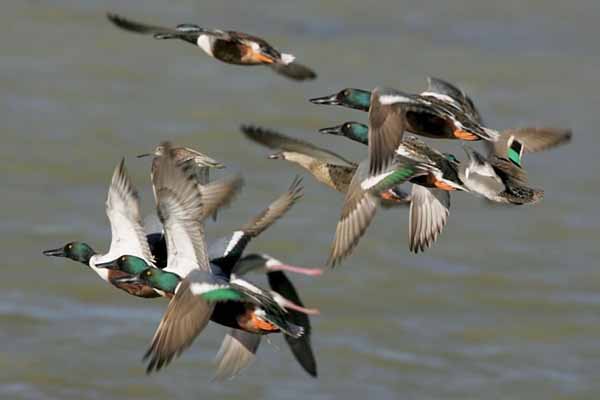 More than half a million ducks confounded weather radar