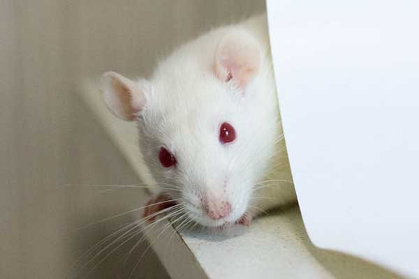 Rats played hide-and-seek with German scientists