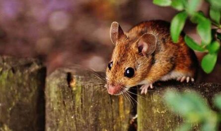 Scientists have determined which mice are the smartest