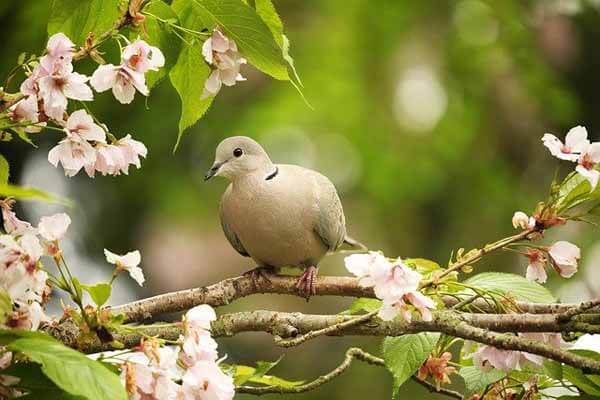 What do doves eat in the wild and at home