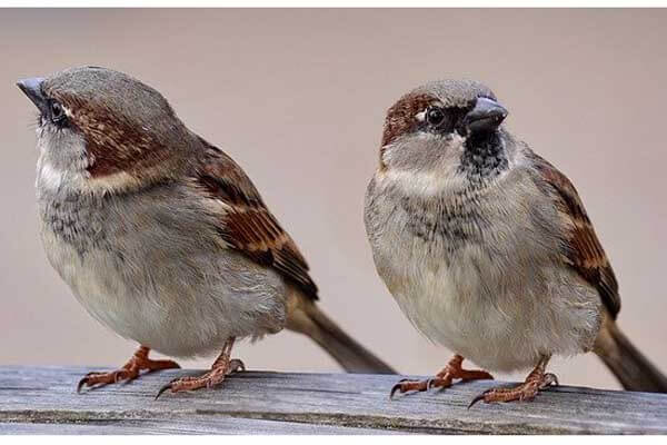 What do sparrows eat in the wild