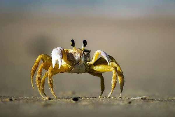 What do crabs eat in the ocean?