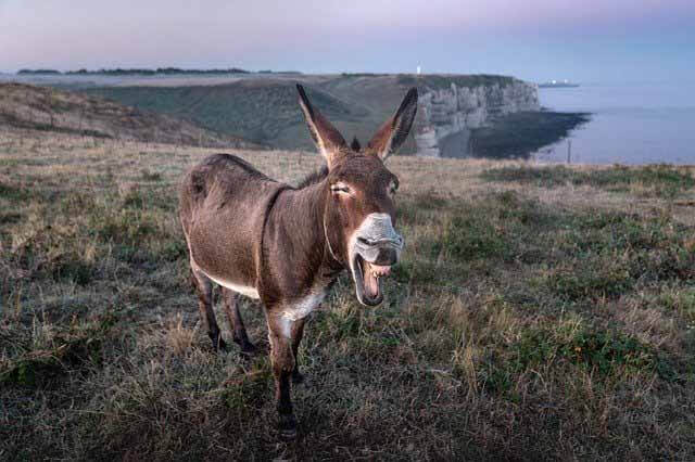 What do donkeys eat in the wild?