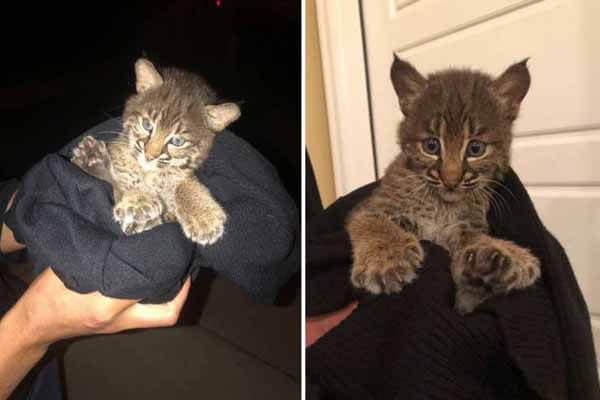 A woman found an unusual kitten on the road and brought it home